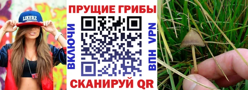 Псилоцибиновые грибы мухоморы  Купить закладки  Макарьев 